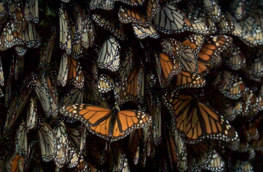 Who鈥檚 Counting: Estimating Monarch Colony Size